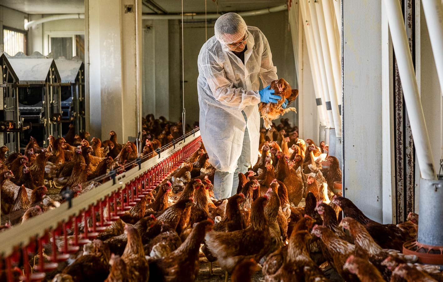 Carlos Martín coge una de las gallinas en el interior de la granja.