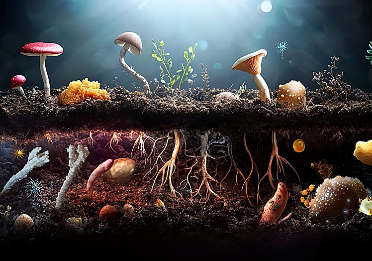 La ilustración muestra lo visible en la superficie y lo invisible bajo tierra; lo que el cine muestra y lo que la biología revela.