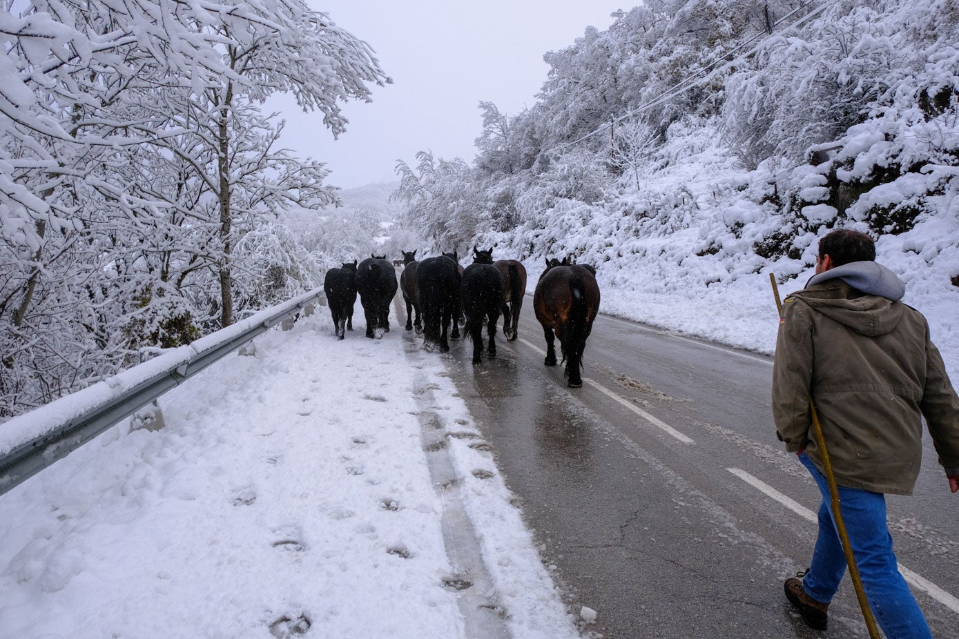 Una vecino de traslada a sus caballos en Espinama.