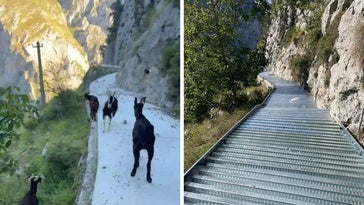 A la izquierda las cabras pasan por la zona ya hormigonada del canal y, a la derecha, las chapas que se han instalado primero para taparlo y que los animales no caigan al canal.