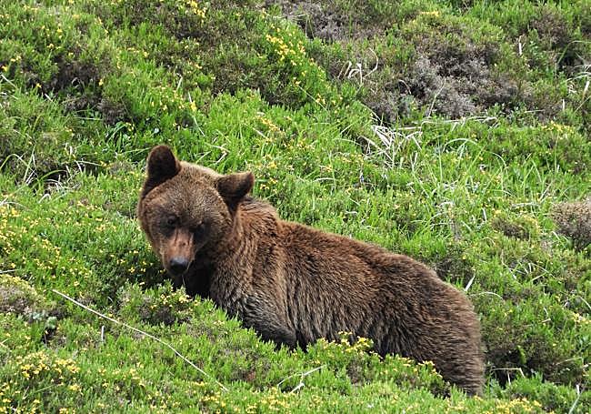 La recuperación de la especie permite abordar su papel como recurso turísrico.