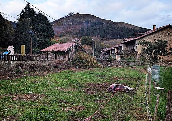 Restos de una oveja atacada por un lobo la semana pasada en Renedo de Cabuérniga.