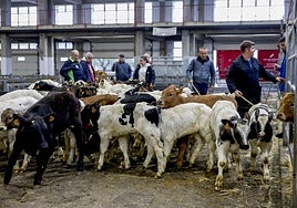 Terneros, la semana pasada, en el Mercado Nacional de Ganados de Torrelavega.