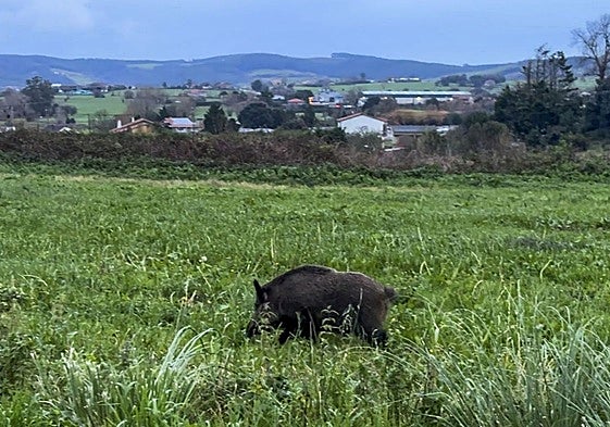 Un jabalí campa a sus anchas por los alrededores de Latas.