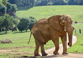 Jums en Cabárceno en una foto de archivo.