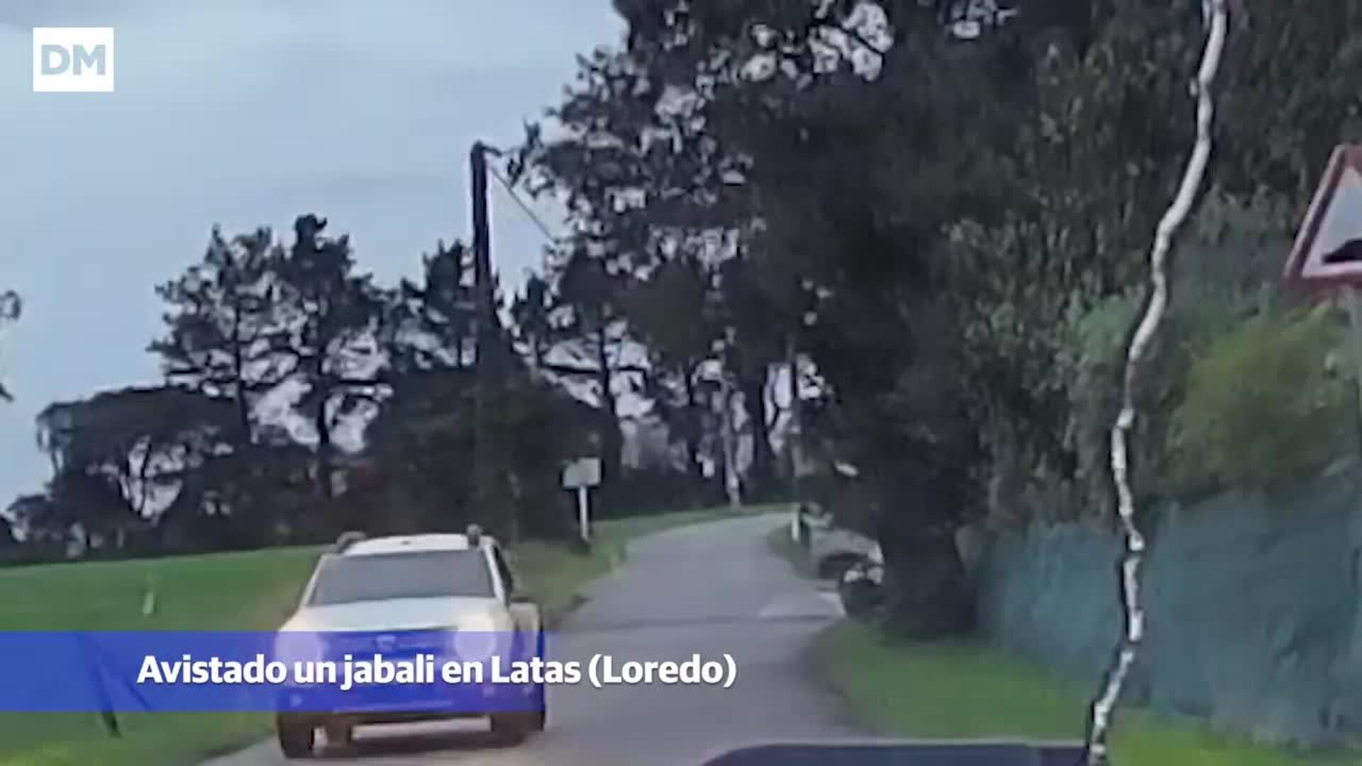 La «invasión» de jabalíes preocupa en Somo y Loredo