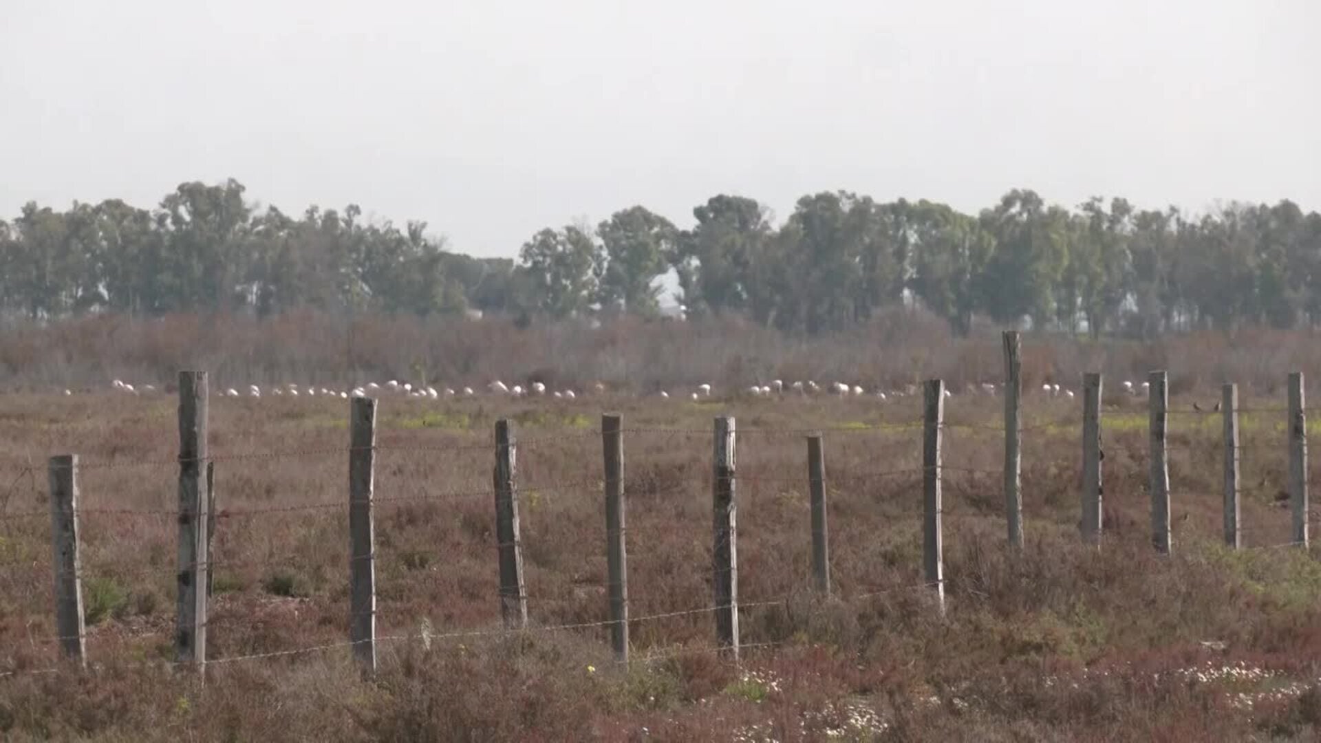 La Junta compra otra finca en el entorno de Doñana y alcanza 8.700 nuevas hectáreas públicas