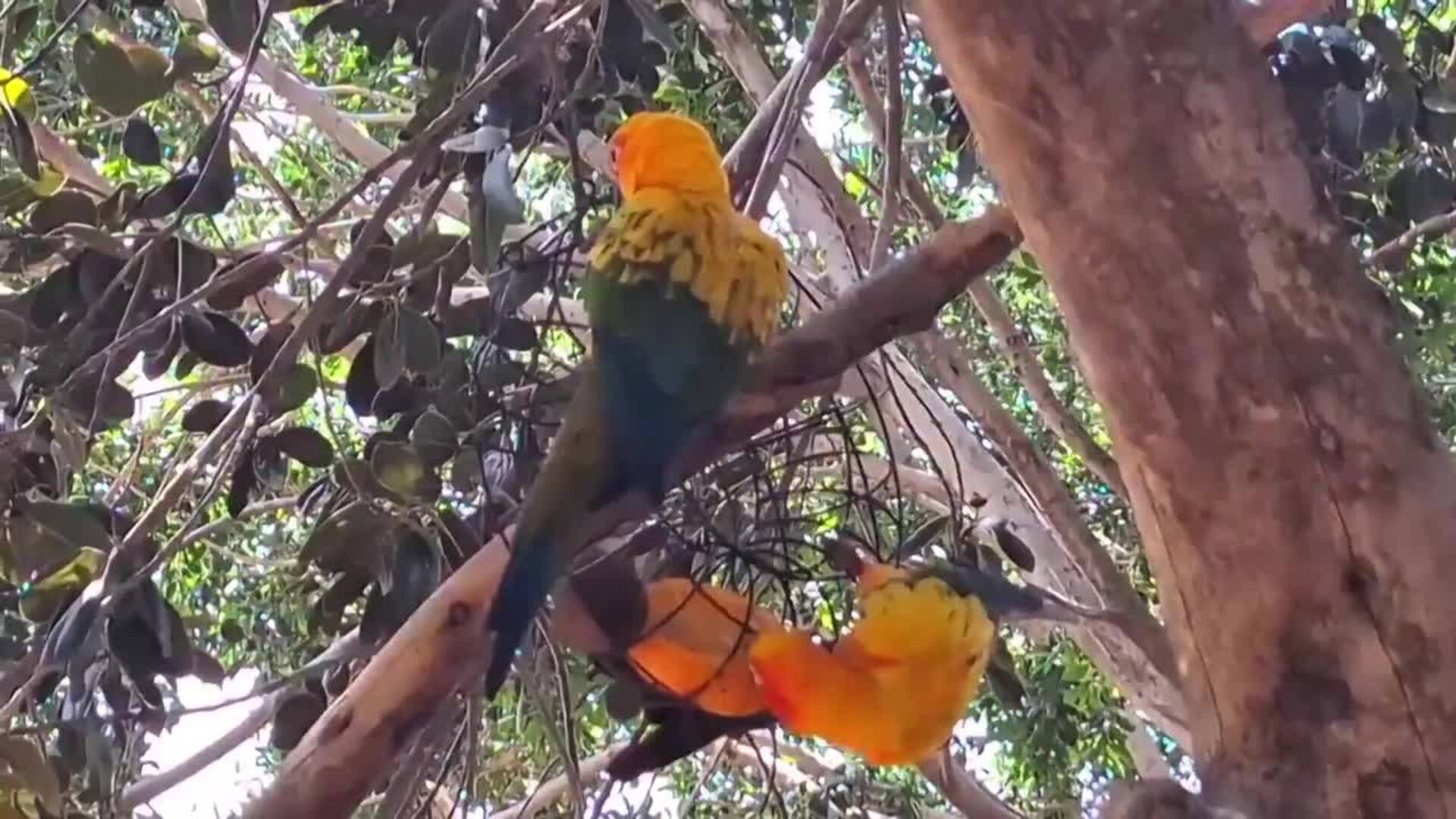 Siete nuevas aratingas del sol se integran "completamente" en el aviario de Terra Natura Benidorm