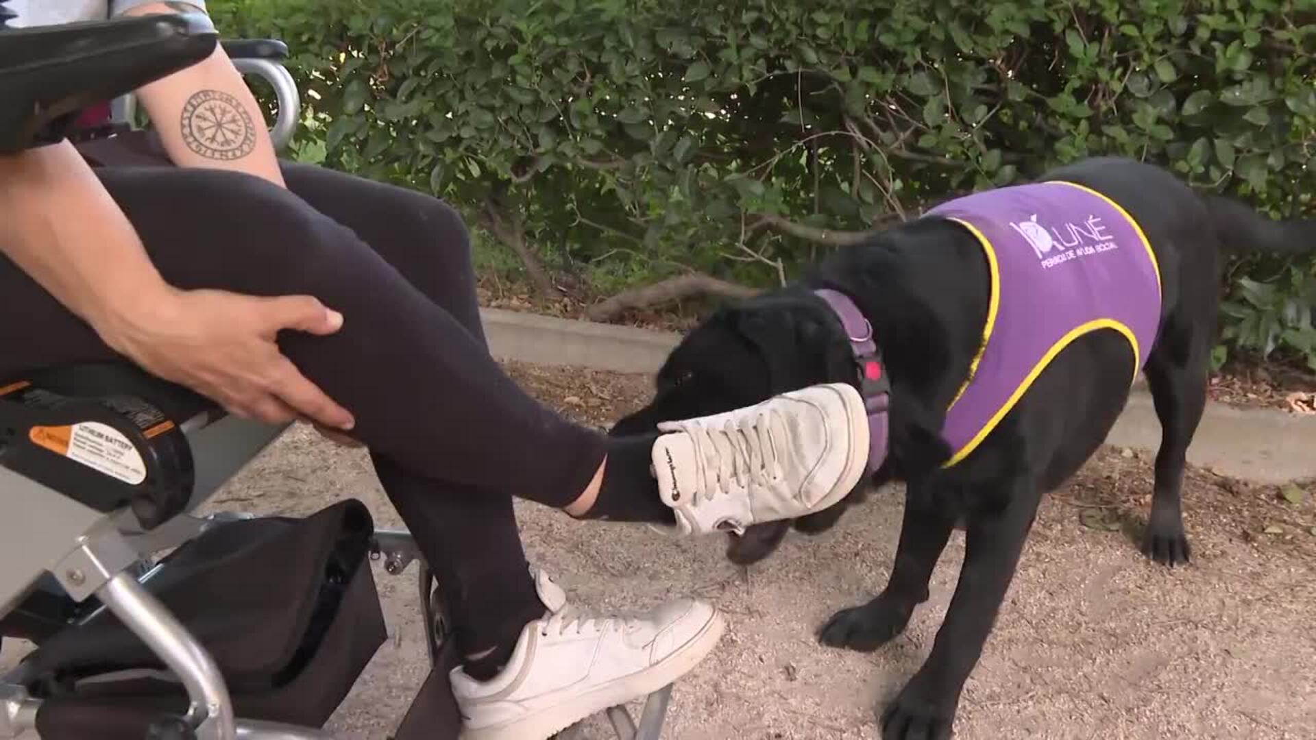 KUNÉ Perros de Ayuda Social resalta importancia de perros de asistencia