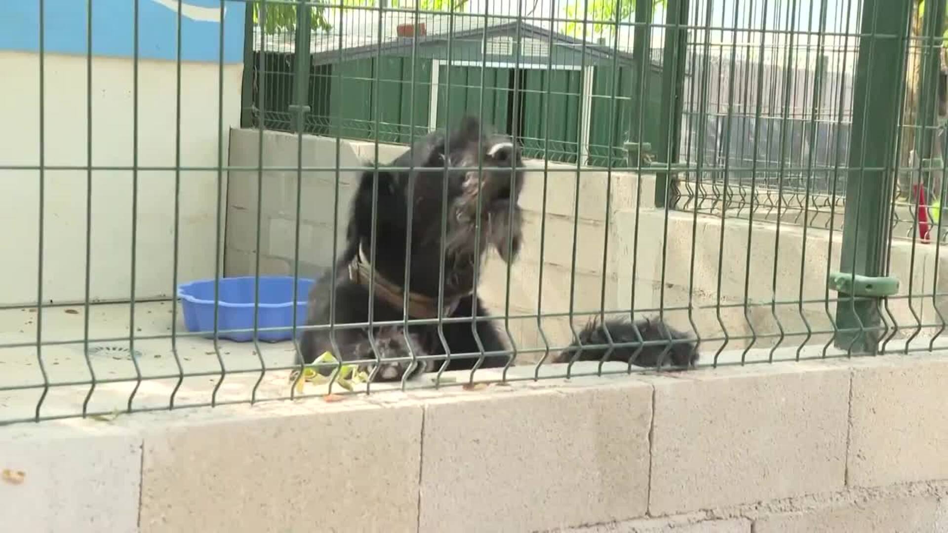 ACUNR recuerda en el Día Internacional del Animal sin Hogar el valor de la adopción responsable
