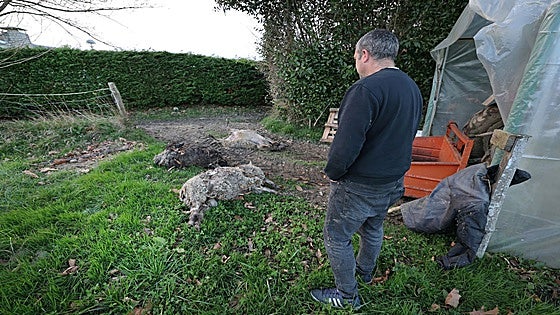 Un lobo mata tres ovejas al lado de la playa de Oyambre