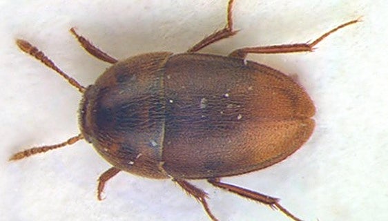 Descubren una nueva especie de escarabajo subterráneo exclusiva de la Cordillera Cantábrica