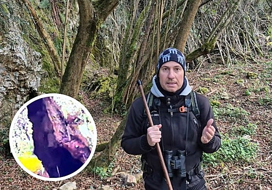 La sorpresa de un senderista que paseaba por el monte: «Había un oso dentro de un roble»