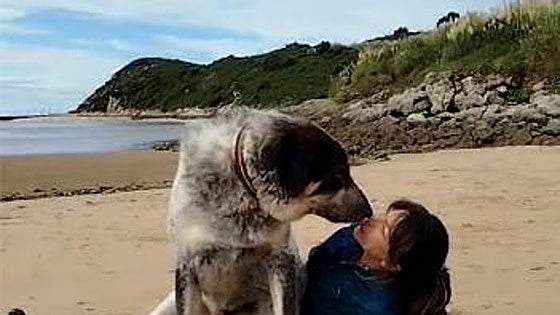 Suerte y Esperanza, la difícil lucha de las protectoras contra el maltrato animal