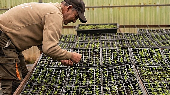 6.500 árboles autóctonos para devolver la vida a la Montaña Oriental