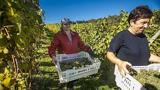 La vendimia también se adelanta en Cantabria y las perspectivas son buenas
