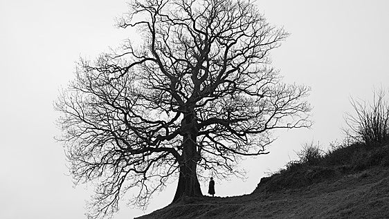 El Museo de la Naturaleza de Cantabria celebra hoy los 'Encuentros bajo el árbol'