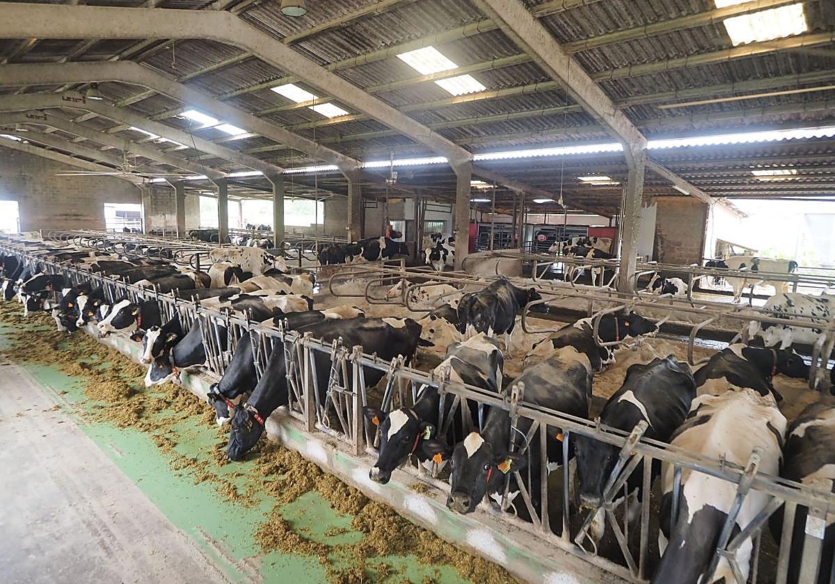 El tamaño medio de las explotaciones de ganado de leche en Cantabria se ha incrementado.