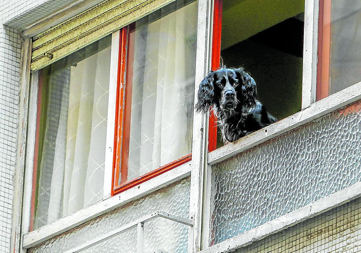 Un perro observa la vida pasar desde la ventana de un piso de Santander.