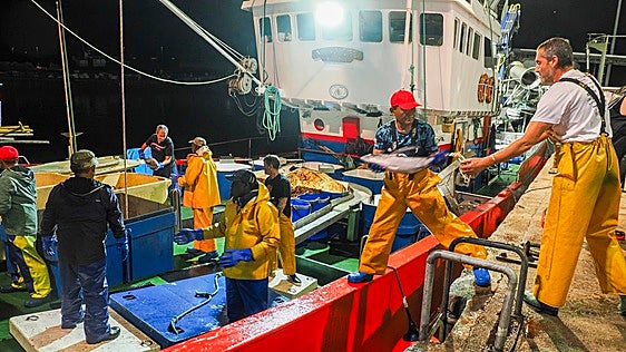 La costera del bonito deja descargas «históricas» para el sector de vivero y «nefastas» para los de cacea
