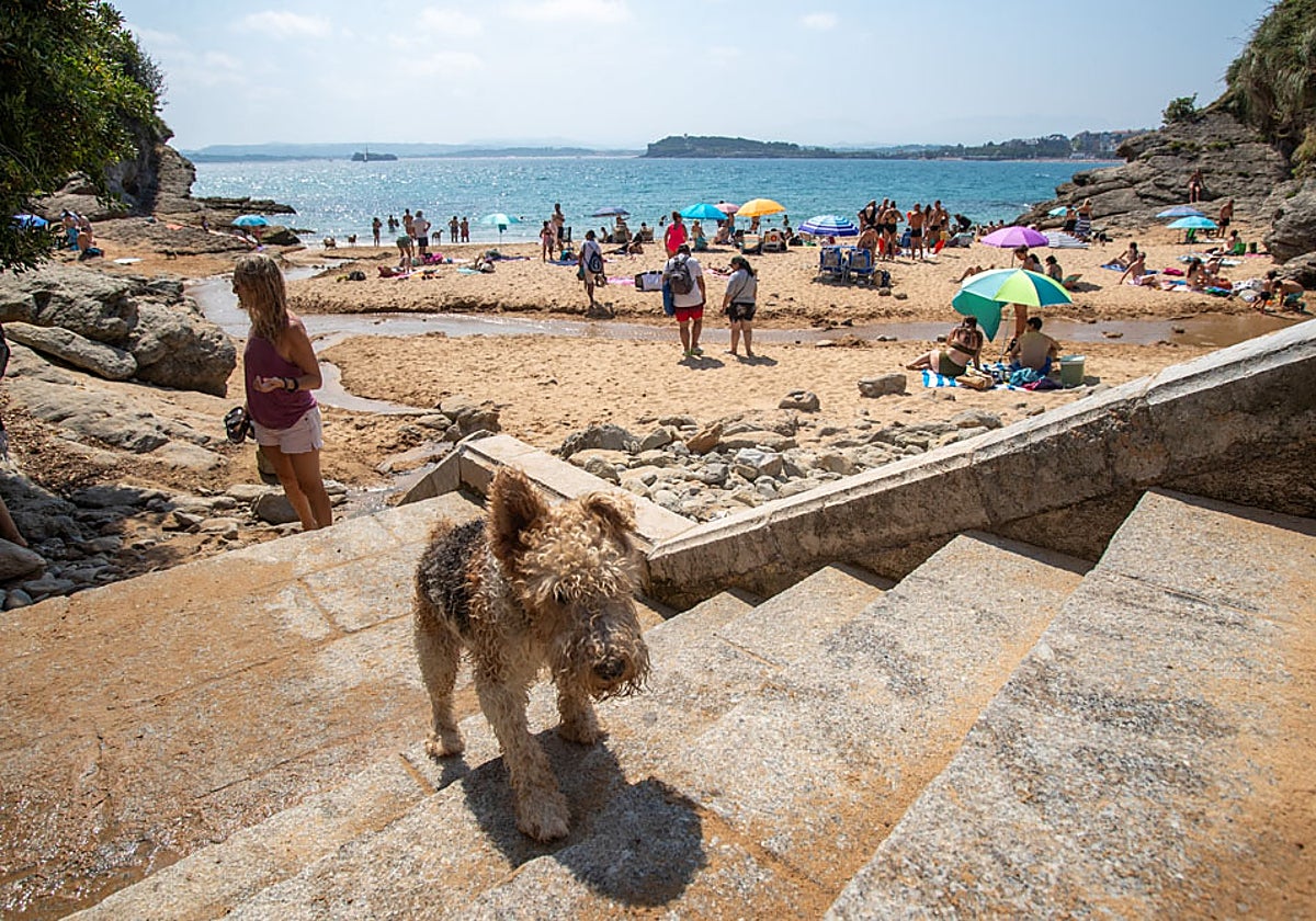 Un perro, en primer plano, sube las escaleras que dan acceso a Los Molinucos, tras haber disfrutado de un día de playa junto a su dueño.