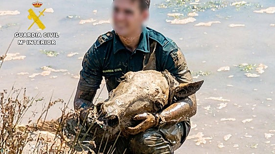 Rescate agónico de dos caballos atrapados en el fango de la ría de Tijero, en Pontejos
