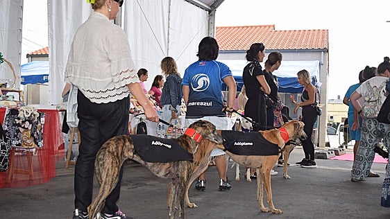 Liencres acoge el domingo otra edición del desfile canino y felino solidario