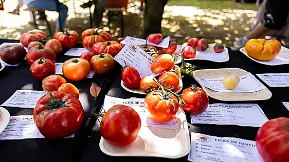 La Feria Nacional del Tomate Antiguo de Polanco, en imágenes