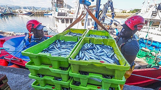 Los científicos evalúan la salud del bocarte del Cantábrico de cara a la pesquería de 2027