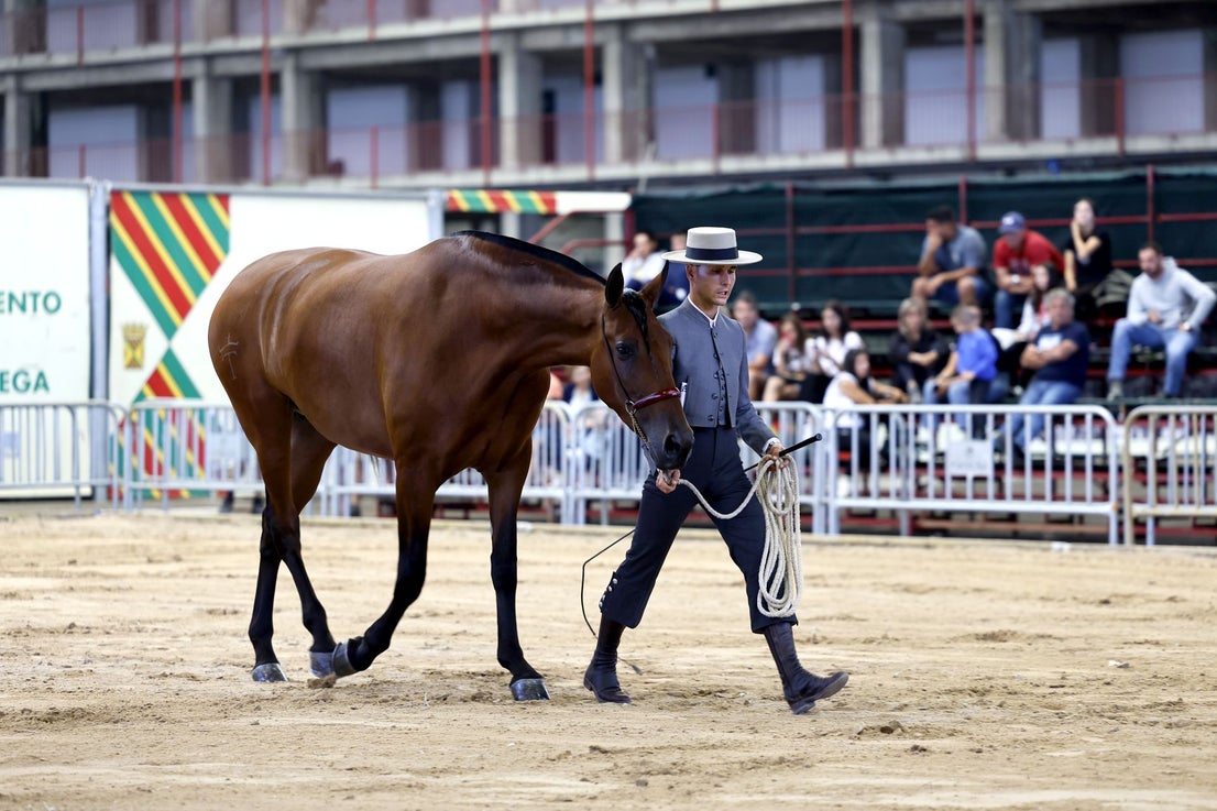 Los animales salen perfectamente peinados y arreglados gracias a sus domadores.