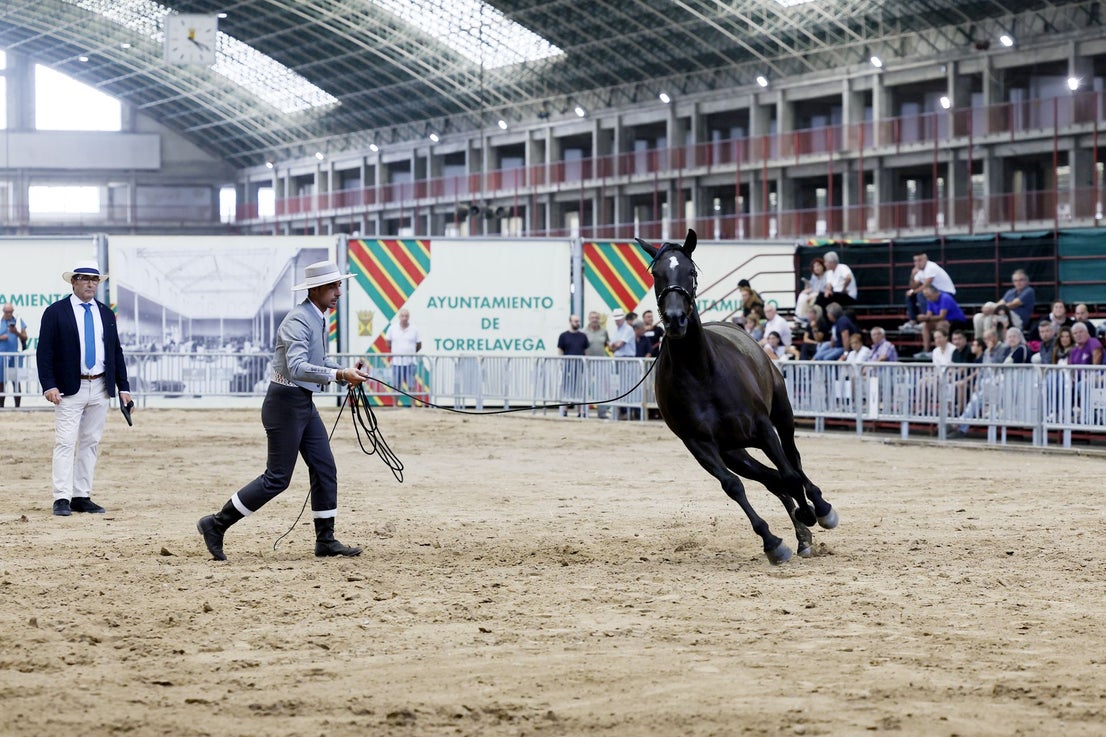 Espectacular desfile de uno de los caballos preparados para la ocasión.