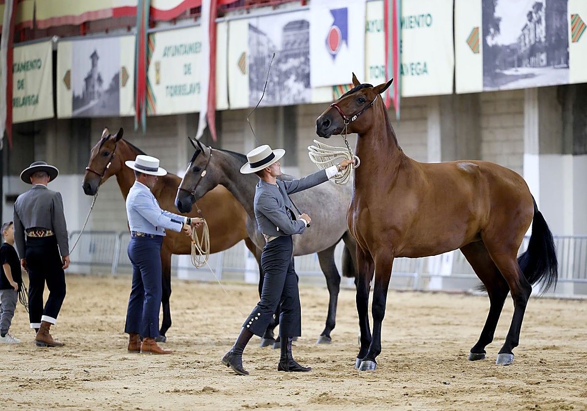 La gran pasarela del caballo español