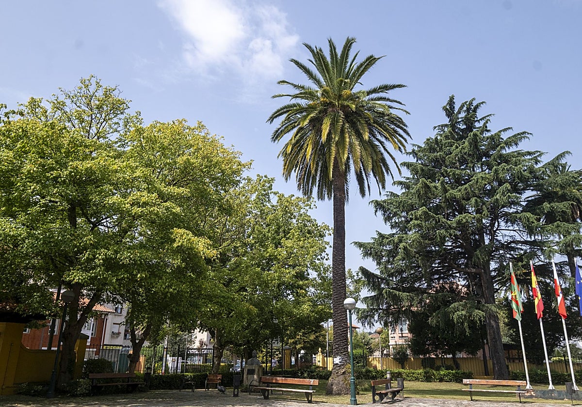Torrelavega adjudica el plan de choque para salvar 42 palmeras del picudo rojo