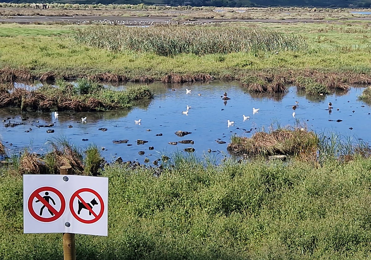 Proyecto Ría San Martín exige al Ministerio una figura de protección tras el episodio de aves muertas en Suances