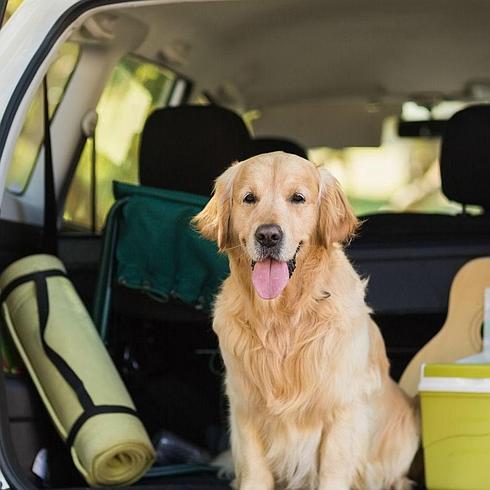 Un perro, en el maletero de un coche