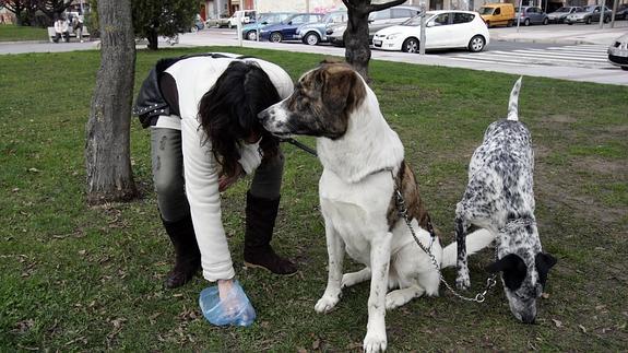 Una mujer recogiendo los excrementos de unos de sus perros. 