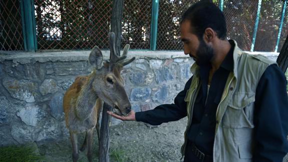 Zoológico de Kabul.