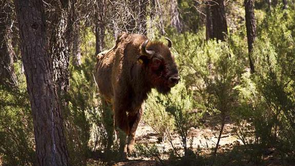 Investigan por maltrato animal a un responsable de la reserva de bisontes de Valencia