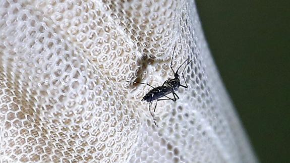 Un mosquito Aedes aegypti, transmisor del virus zika.