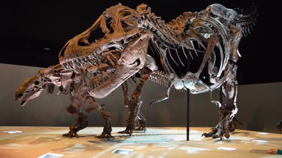Un esqueleto de Tyrannosaurus rex.