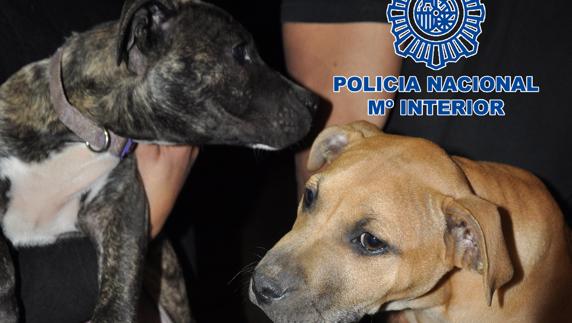 Dos de los perros rescatados por la Policía.