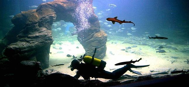 distorsionar educar Bienes Viaje a las profundidades de las aguas oceánicas del Cantábrico | El Diario  Montañes