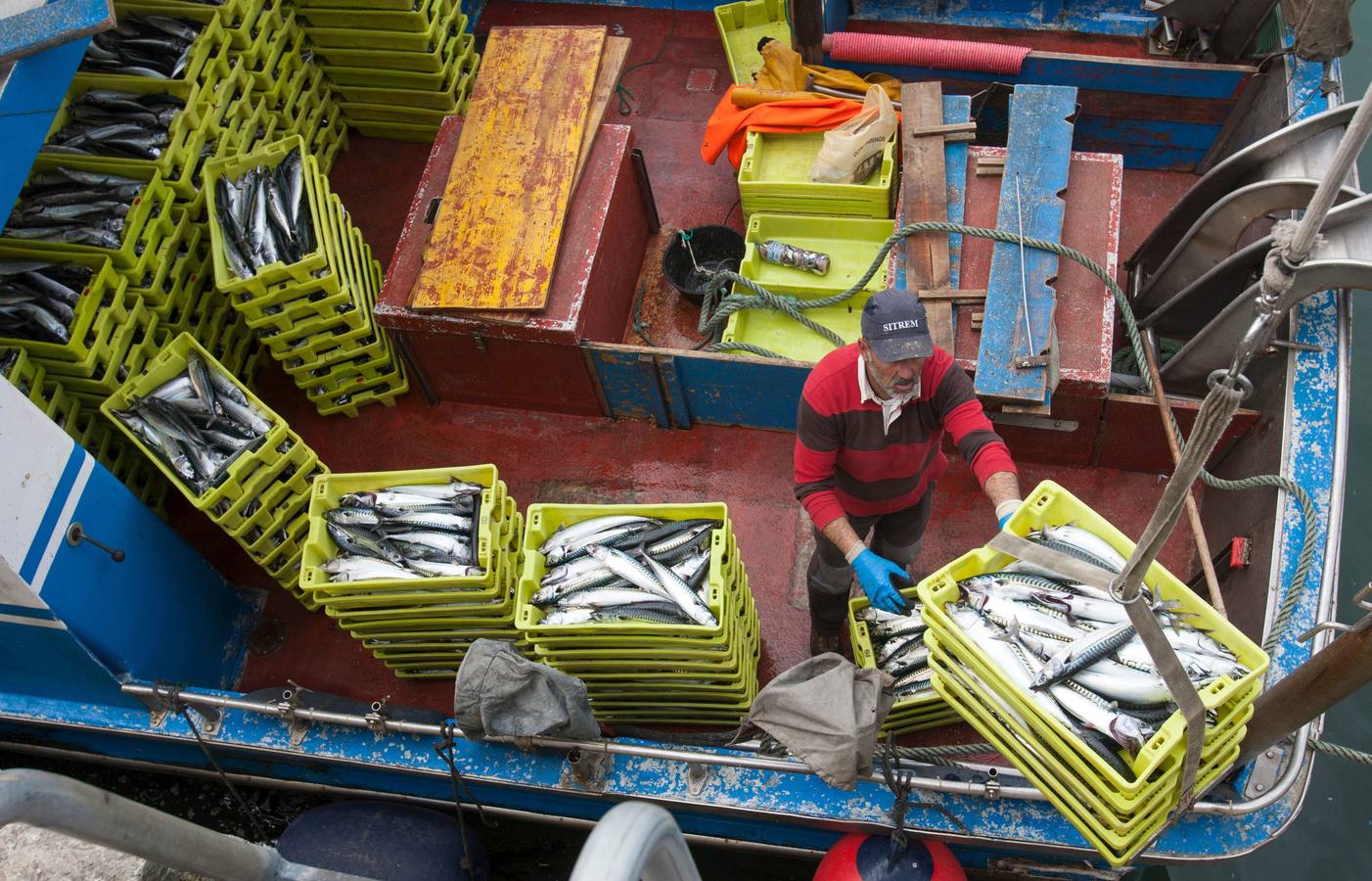 La biomasa de verdel crece un 20%