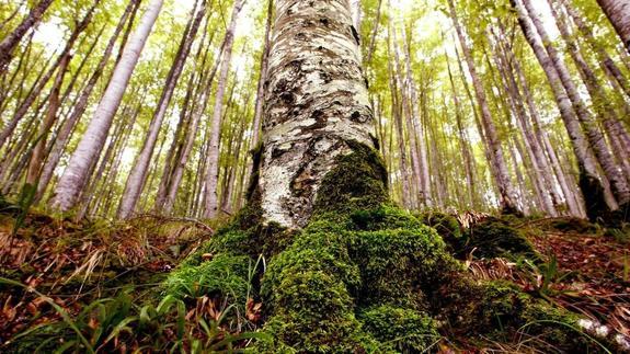 Kilómetros y kilómetros de reserva natural, sin bloques de hormigón.