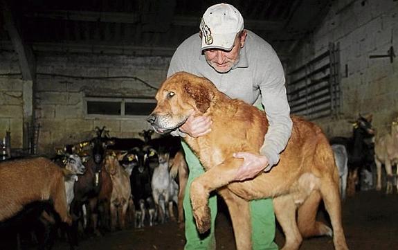 Un ganadero de Camaleño pierde cinco cabras en un nuevo ataque de lobos