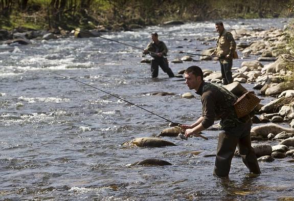 Las cañas regresan a los ríos