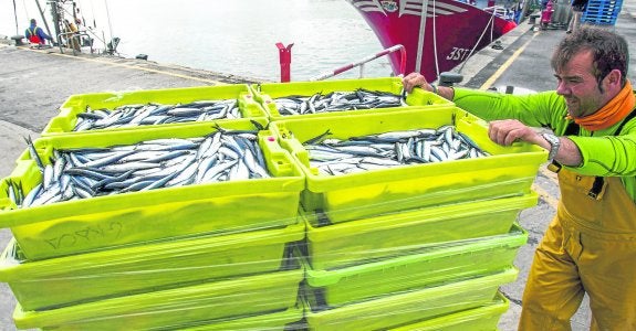La biomasa de la anchoa alcanza su máximo histórico desde 1987