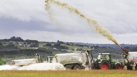 Los ganaderos de Frades han tirado 130.000 litros de leche