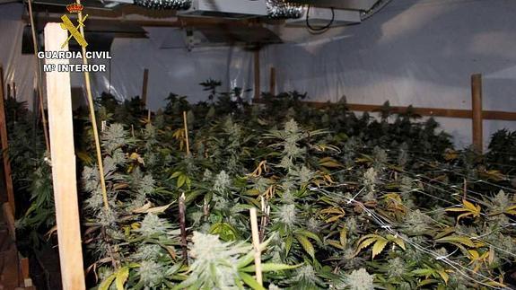 Plantación de marihuana en el interior de una de las viviendas.