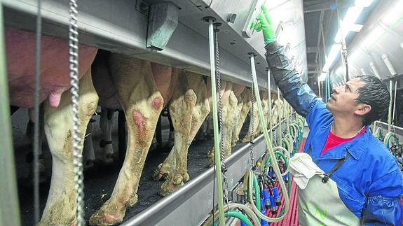 El número de ganaderos se sigue recortando en la región y el bajo precio de la leche es una de las causas.